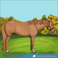 Horse Color:Chestnut Rabicano 