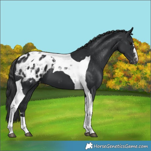 Horse Color:Black Tobiano Blanket