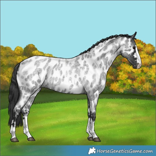 Horse Color:Blue Roan Near Leopard 