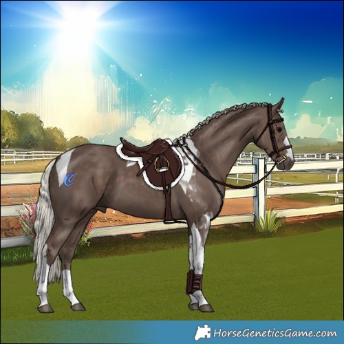 Horse Color:Silver Black Tobiano 