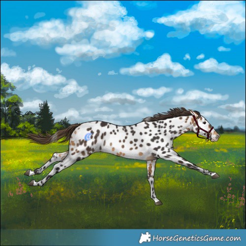 Horse Color:Buckskin Near Leopard