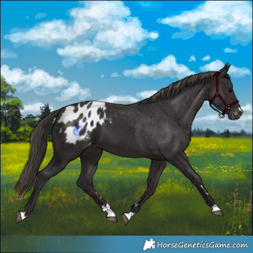 Horse Color:Smoky Black Blanket