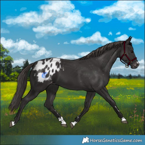 Horse Color:Smoky Black Blanket 