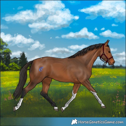 Horse Color:White Spotted Bay Tobiano Rabicano 