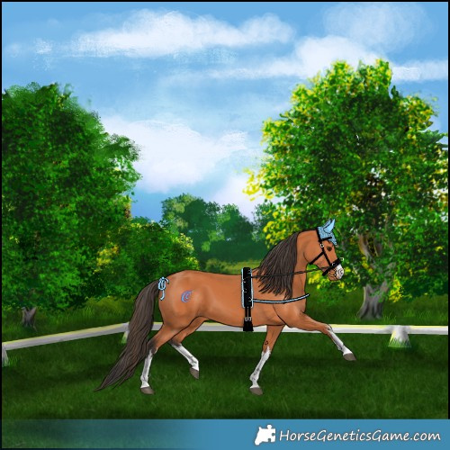 Horse Color:White Spotted Bay
