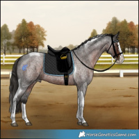 Horse Color:Liver Red Roan Splash Tobiano