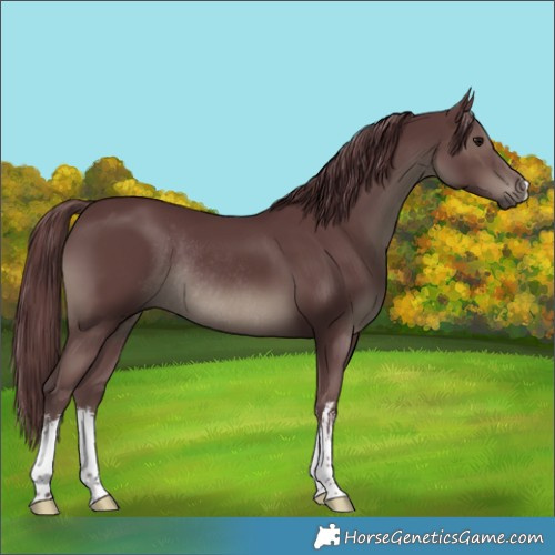 Horse Color:White Spotted Chocolate Black Rabicano 