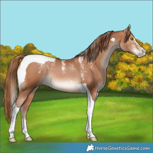Horse Color:Powder White Brown Pearl Tobiano