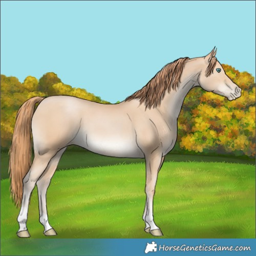 Horse Color:Smoky Black Pearl