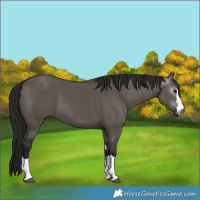 Horse Color:Gray Grullo