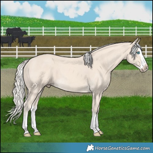 Horse Color:Cremello Splash  and Cremello Splash 