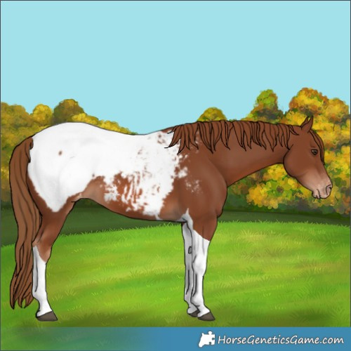 Horse Color:Chestnut Tobiano Snowcap 