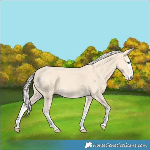 Horse Color:Cremello Splash and Cremello Splash