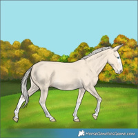 Horse Color:Cremello Splash  and Cremello Splash 