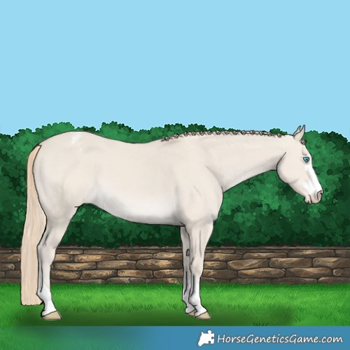 Horse Color:Smoky Creme Dun Varnish 