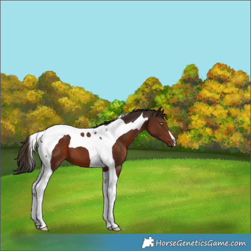 Horse Color:Liver Chestnut Tobiano 