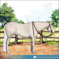 Horse Color:Cremello Splash  and Cremello Splash 
