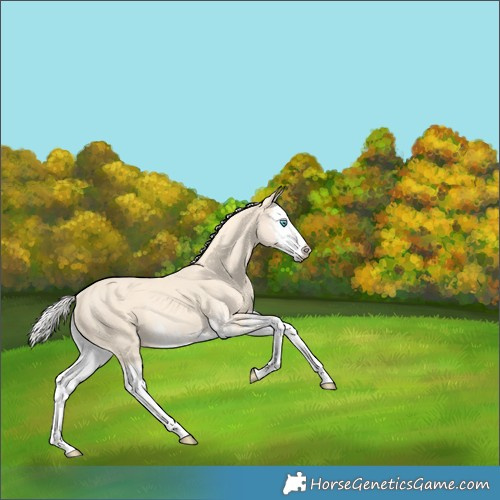 Horse Color:Cremello Splash  and Cremello Splash Rabicano 