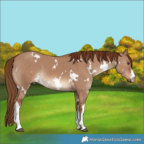 Horse Color:White Spotted Red Dun