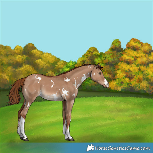 Horse Color:White Spotted Red Dun 