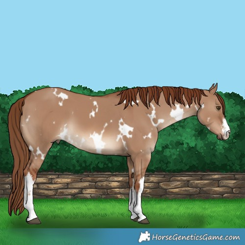 Horse Color:White Spotted Red Dun