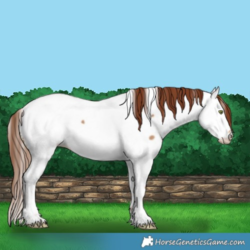 Horse Color:White Spotted Red Dun Fewspot 