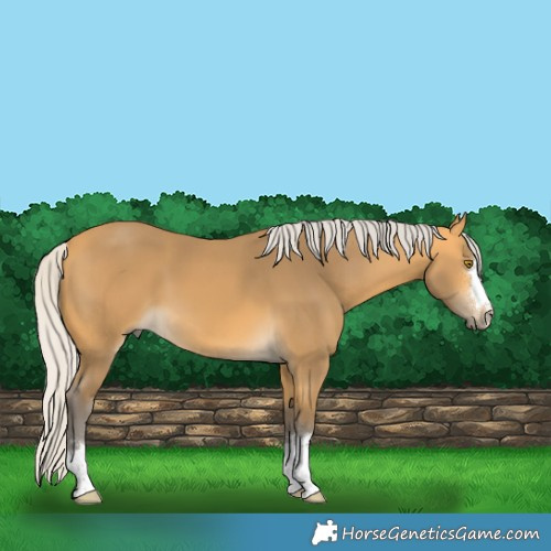 Horse Color:Silver Buckskin