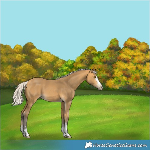 Horse Color:Silver Buckskin 