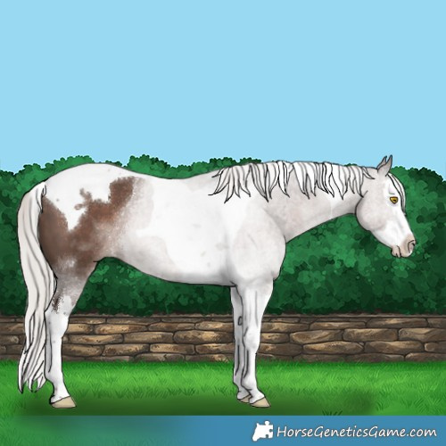 Horse Color:Silver Black Splash Tobiano
