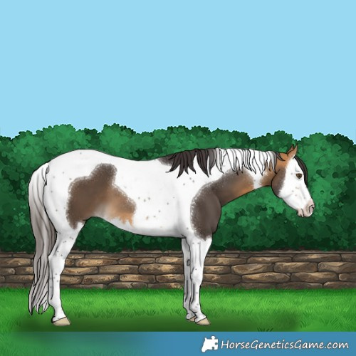 Horse Color:Buckskin Splash Tobiano 