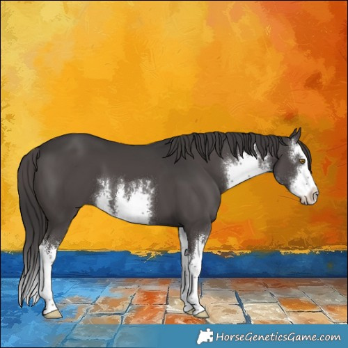 Horse Color:White Spotted Smoky Black Splash