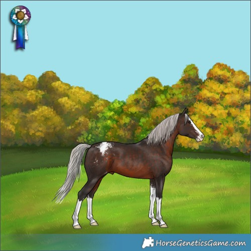 Horse Color:Silver Brown Sabino Splash Appaloosa 