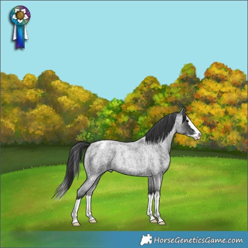 Horse Color:Blue Roan Sabino Splash Appaloosa