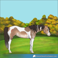 Horse Color:Bay Dun Sabino Tobiano 