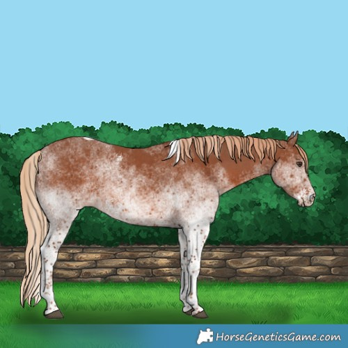 Horse Color:White Spotted Chestnut Tobiano