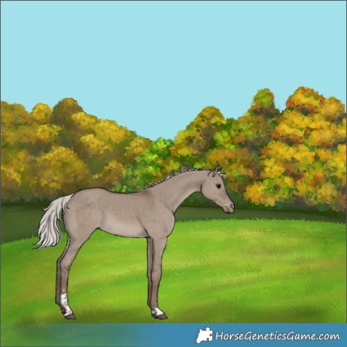 Horse Color:Silver Grullo Sabino Tobiano Appaloosa 