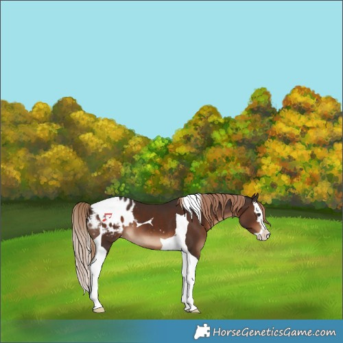 Horse Color:Liver Chestnut Splash Tobiano Blanket 