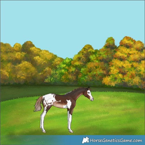 Horse Color:Liver Chestnut Splash Tobiano Appaloosa