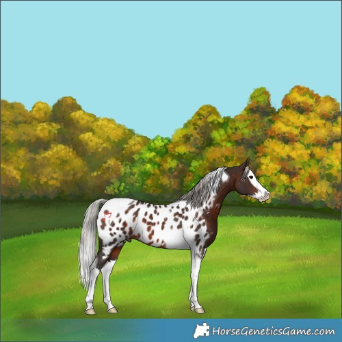 Horse Color:Silver Brown Splash Tobiano Near Leopard