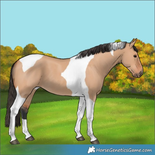 Horse Color:Bay Dun Tobiano 
