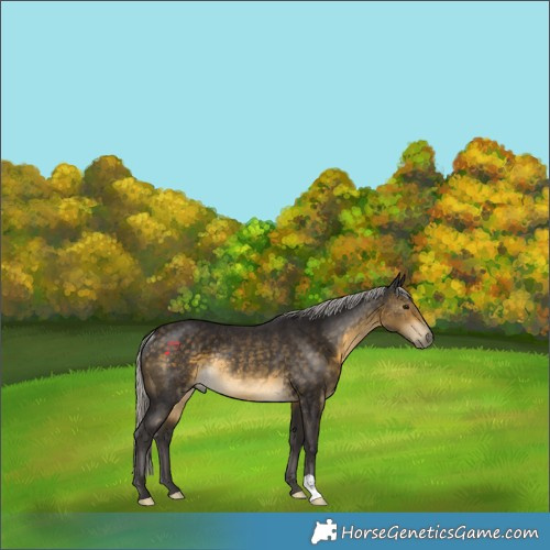 Horse Color:Silver Buckskin Rabicano