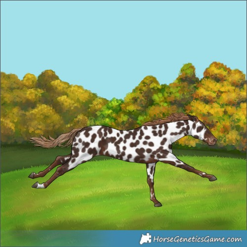 Horse Color:Liver Chestnut Near Leopard