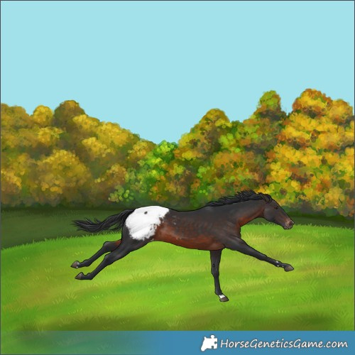 Horse Color:Brown Snowcap Rabicano