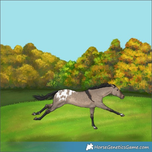 Horse Color:Brown Dun Blanket Rabicano