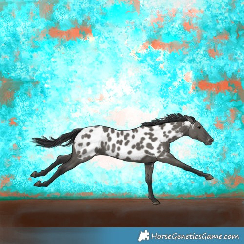 Horse Color:Grullo Near Leopard Rabicano