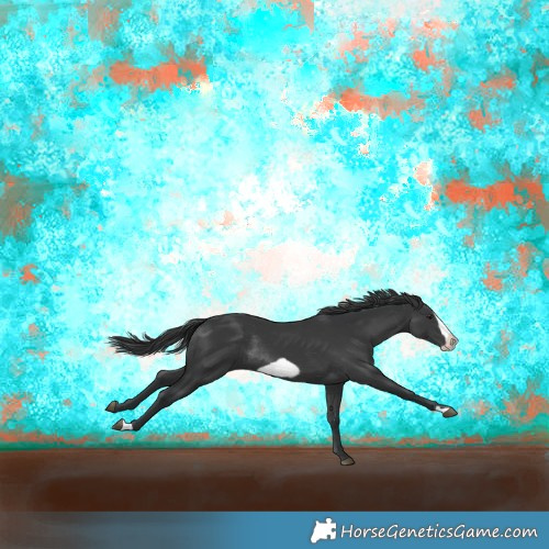 Horse Color:Black Frame Rabicano 