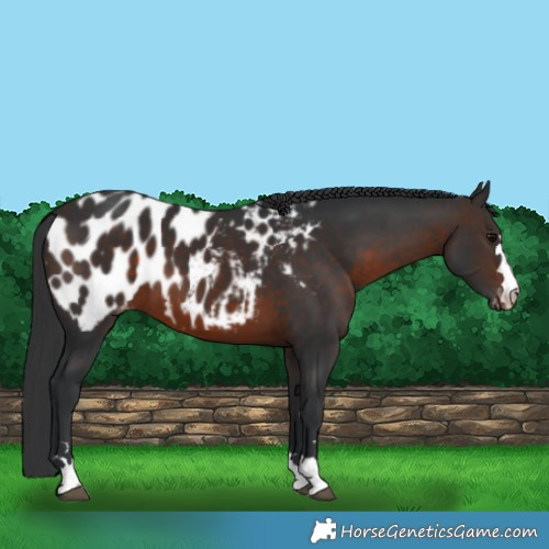 Horse Color:Brown Near Leopard 