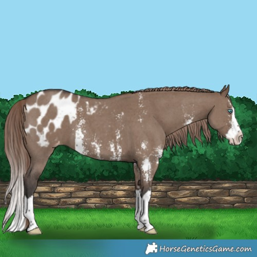 Horse Color:Liver Red Dun Sabino Splash Blanket 