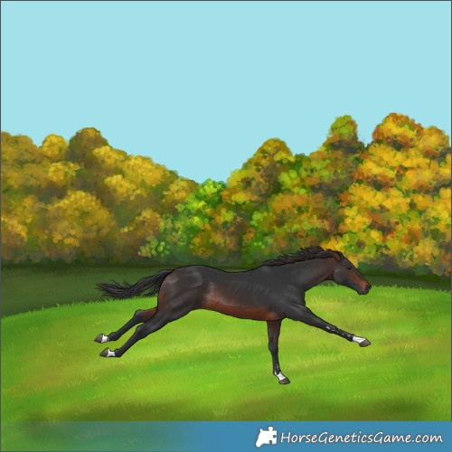 Horse Color:Brown Rabicano