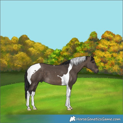 Horse Color:Brown Dun Tobiano